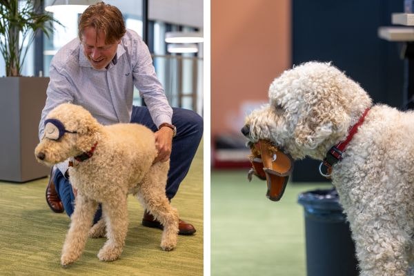 Take your dog to work day office dog Puck at Van Raam