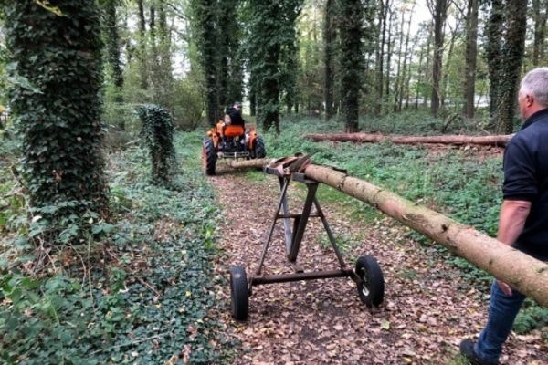 Meiboom uit bos halen