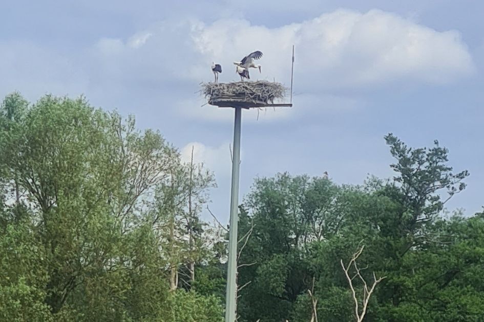 Stork's nest customer experience Karlheinz Van Raam