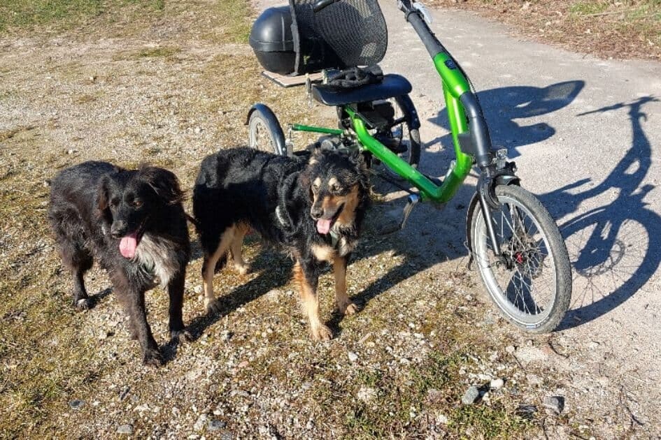 customer experience van raam easy rider tricycle konig gottfried customer experience van raam easy rider tricycle konig gottfried
