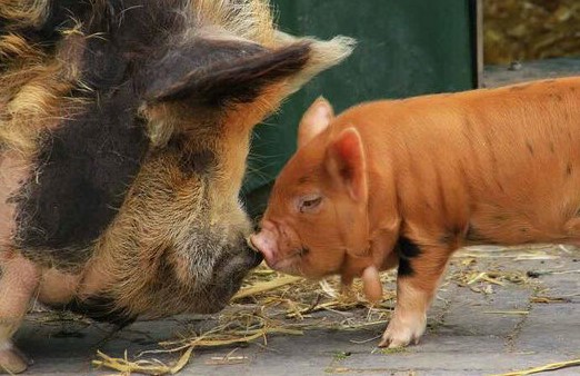 Locatie Kinderboerderij Engbergen